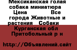 Мексиканская голая собака миниатюра › Цена ­ 53 000 - Все города Животные и растения » Собаки   . Курганская обл.,Притобольный р-н